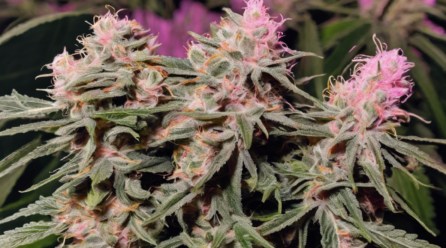 Unraveling the Pink Panther Strain: A Guide to Its Effects and Benefits
